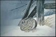 Snow Hare - Art Print